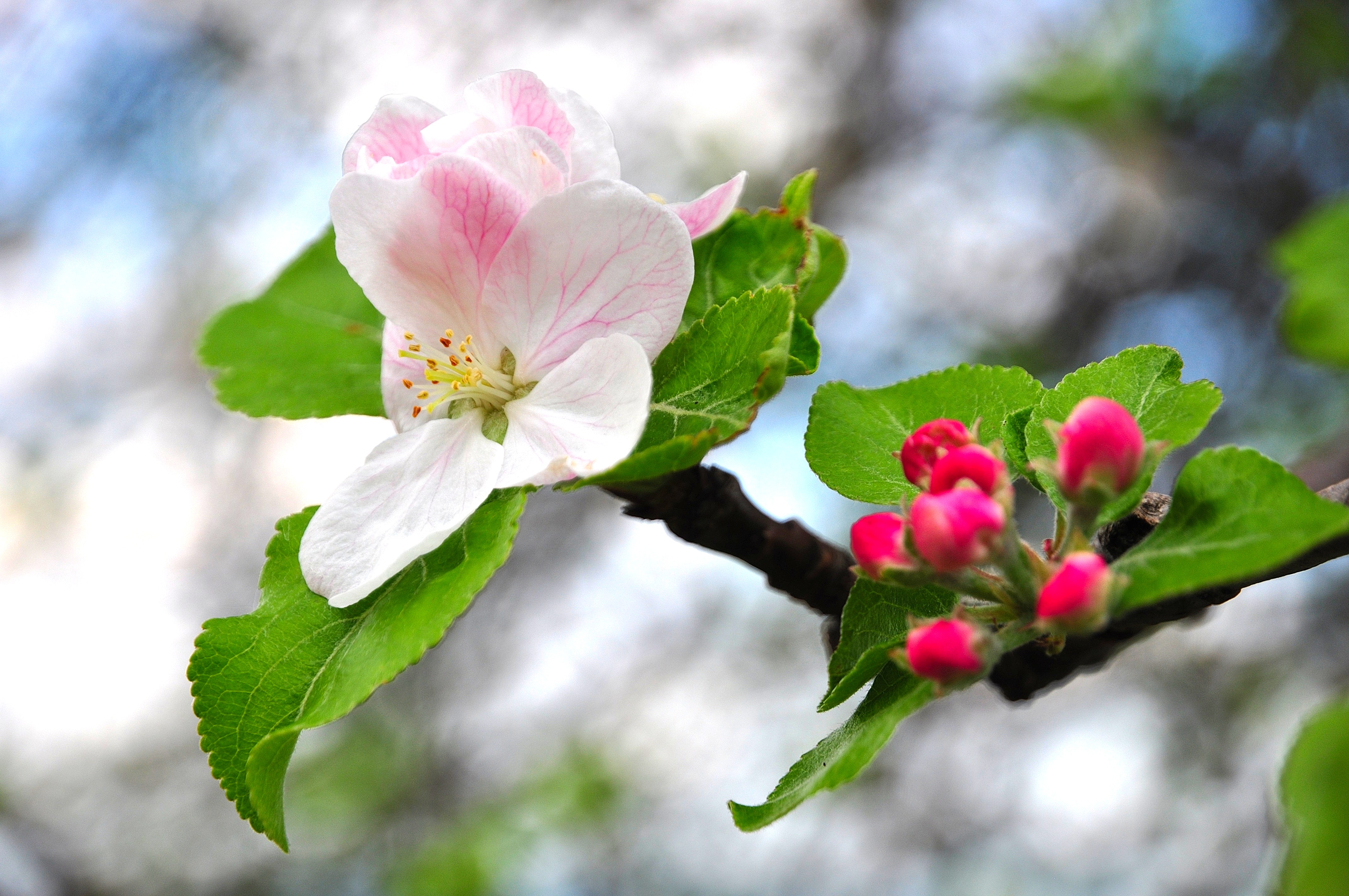 Schwäbische Obstarche - Bissingen Ochsenwanger Steige Luike Parzelle Weissinger Blüte